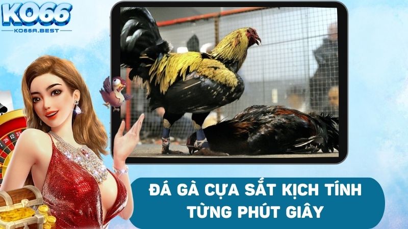 Đá gà cựa sắt với những đòn tấn công chí mạng