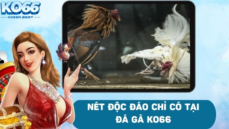 Đá gà trực tuyến tại nhà cái quy tụ nhiều chiến kê dũng mãnh